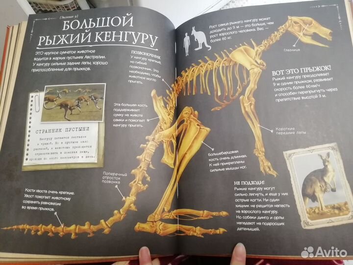 Коллекция костей. Атлас животных