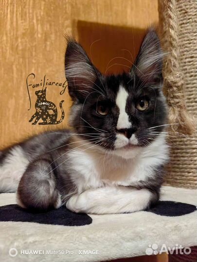 Котята мейн-кун