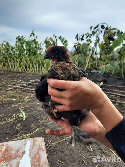 Мараны подрощенные