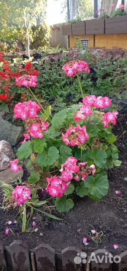 Комнатные цветы бесплатно, герань