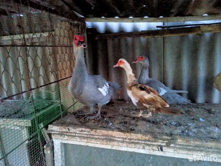 Утки шипуны