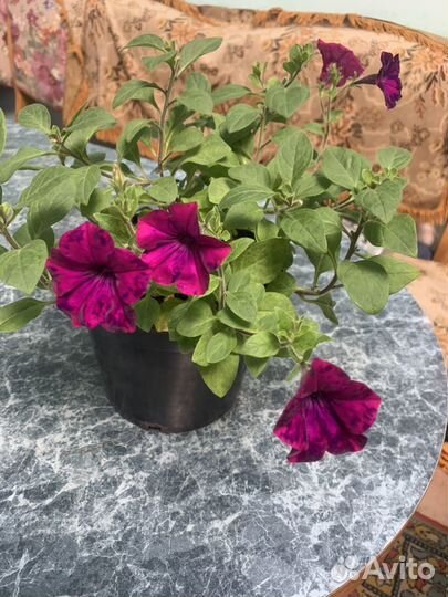 Рассада петунии тайдал