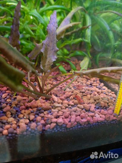 Растения для аквариума/креветки
