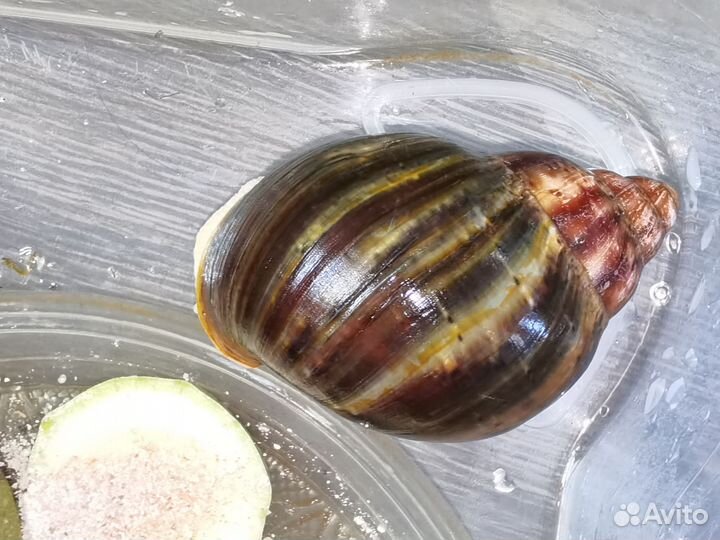 Улитка архахатина Бенин