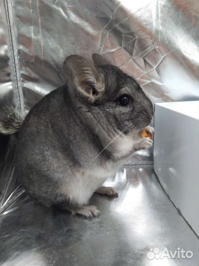 Шиншиллы молодые