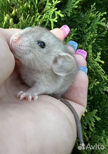 Крысята дамбо в редких окрасах