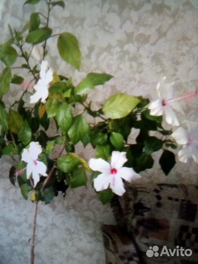 Гибискус с цветами белая лилия