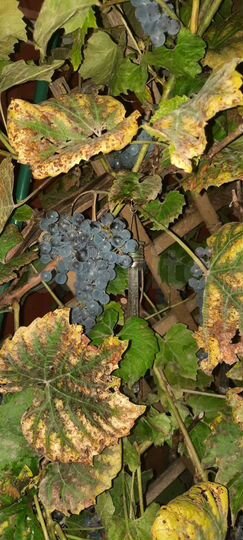 Дача 20 м² на участке 10 сот.