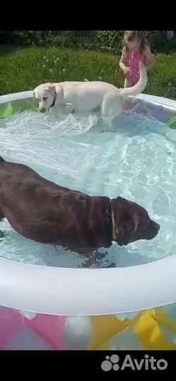 Передержка собак