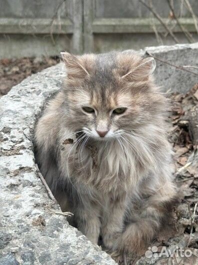 Пушистая кошка
