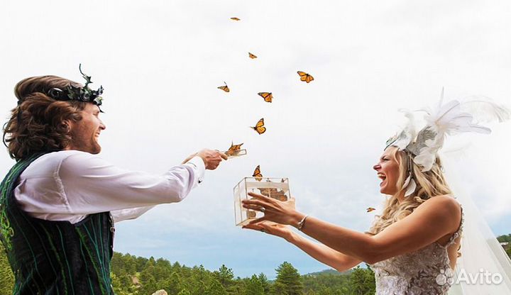 Франшиза Салюты из Живых Тропических Бабочек 2084