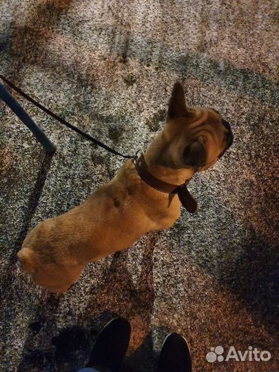 Кинолог зоопсихолог