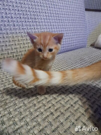 Рыжий котенок девочка в добрые руки