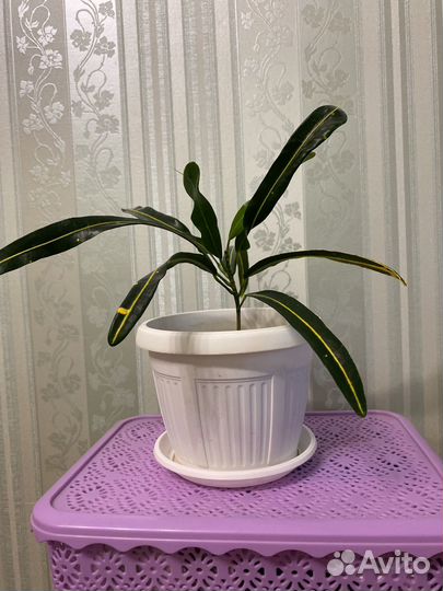 Кротон Ред банана