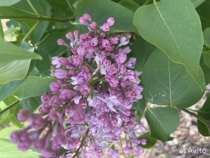 Сирень Красавица Москвы