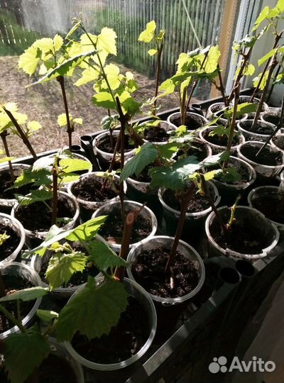 Саженцы винограда