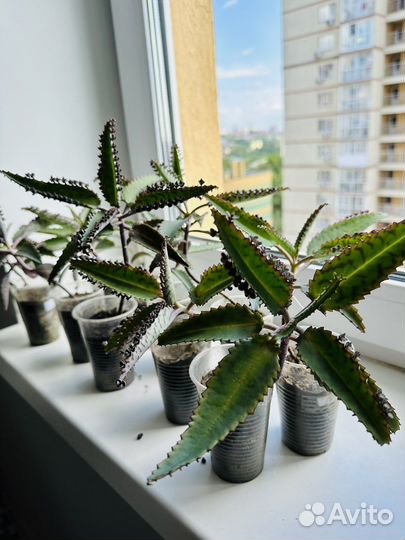 Каланхоэ лечебное