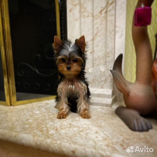 Мини мальчик йорка, РКФ док