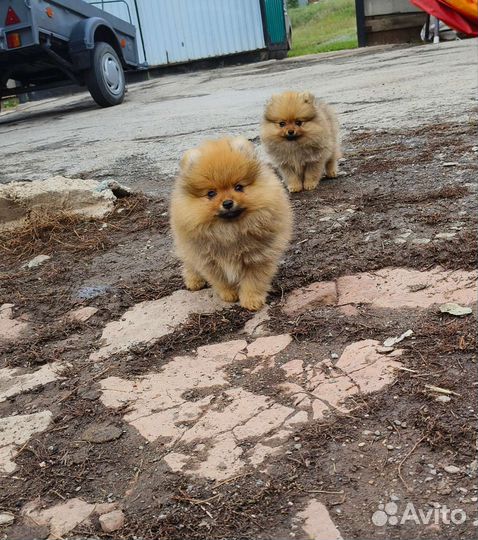 Щенки шпица