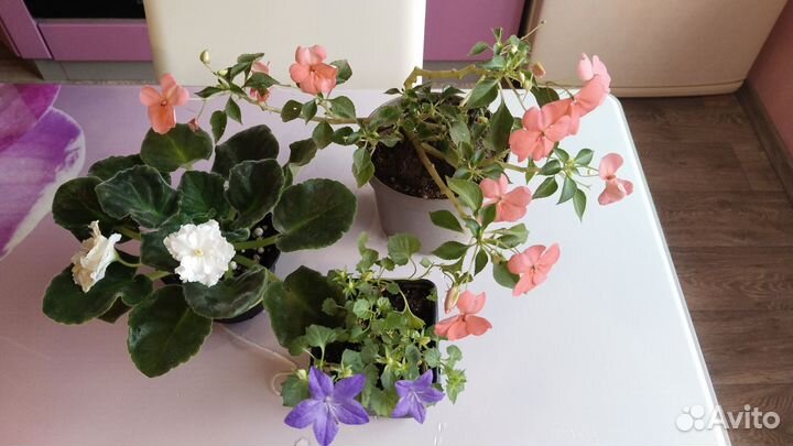 Фиалки, бальзамины, стрептокарпусы, кампанула