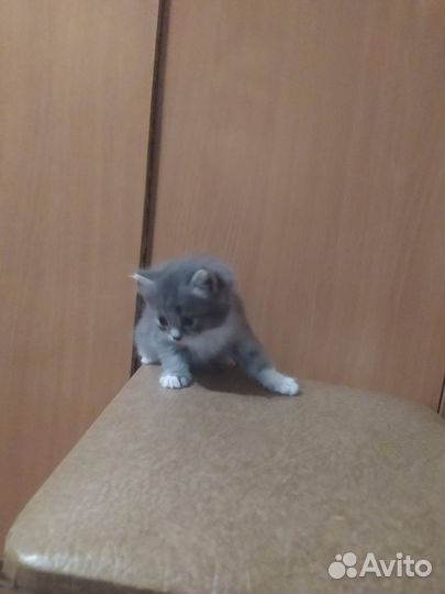 Кошки бесплатно