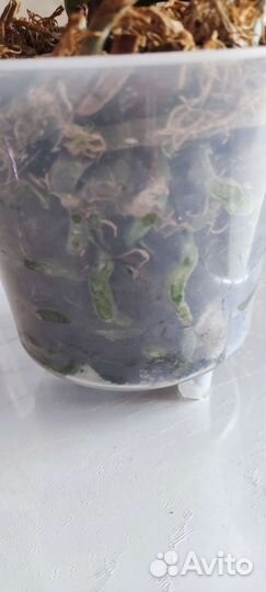 Орхидея фаленопсис