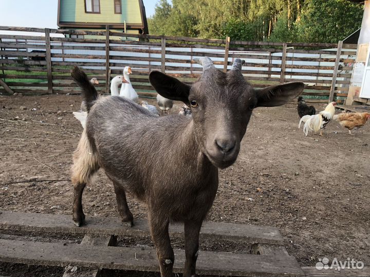 Камерунская козочка