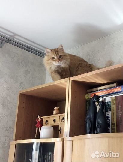 Передержка кошек и других животных (кроме собак)