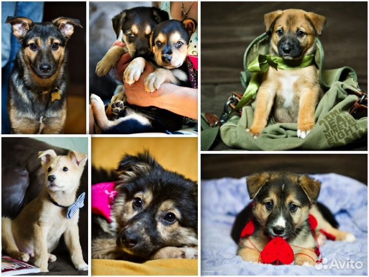 Щенок в добрые руки, собака в дар, отдам бесплатно