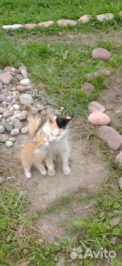 Маленькая кошка Алиса