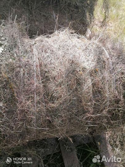 Сено в тюках круглых