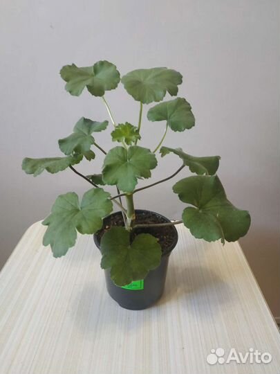 Пеларгония мадам Бовари