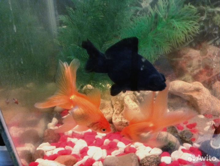 Золотая рыбка черный телескоп
