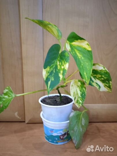 Комнатные цветы