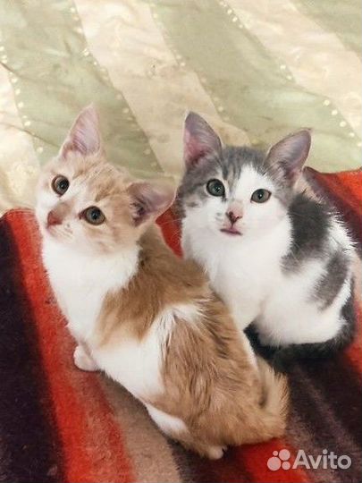 Котята мальчики, 3 мес