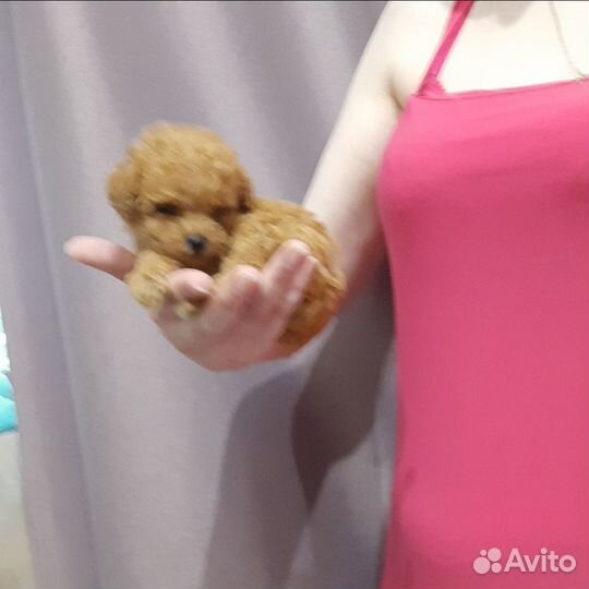 Мальтипу f1ф1 щенки в москве Микро мини истинные