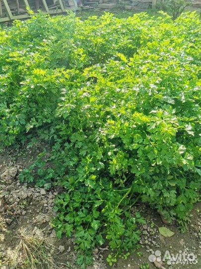 Тыква, зелень