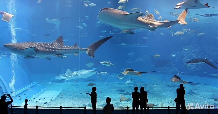 Горящие туры в ОАЭ - Шарджа, Дубай, Фуджейра