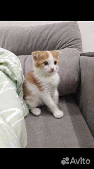 Шотландский кот