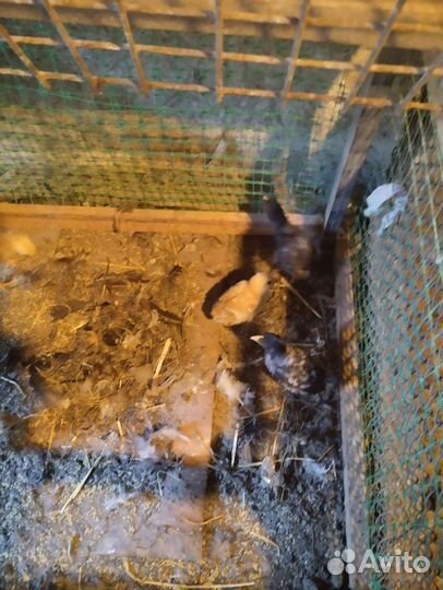 Цыплята несушки