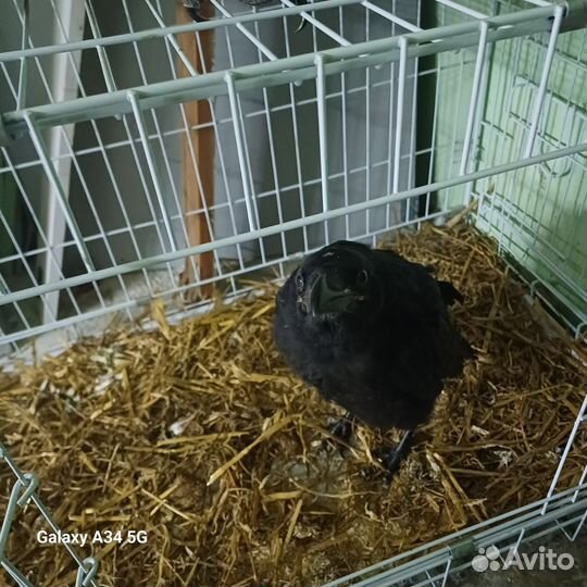 Черный ворон
