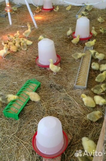 Цыплята, утята, гусята