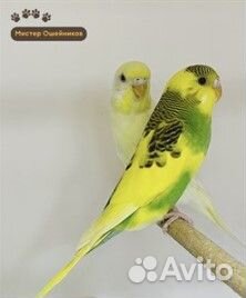 Волнистый попугай