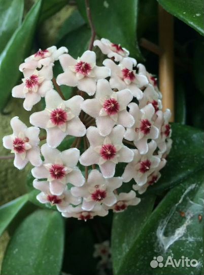 Хойя, Валотта