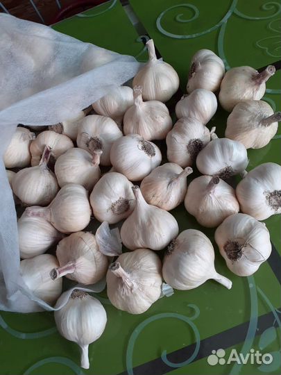 Чеснок на посадку Хороший