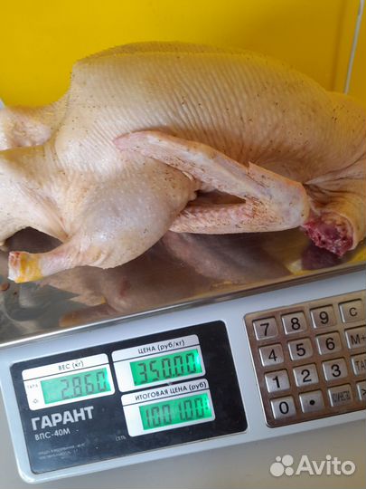 Мясо домашней курочки, кролика, гуся и перепелки