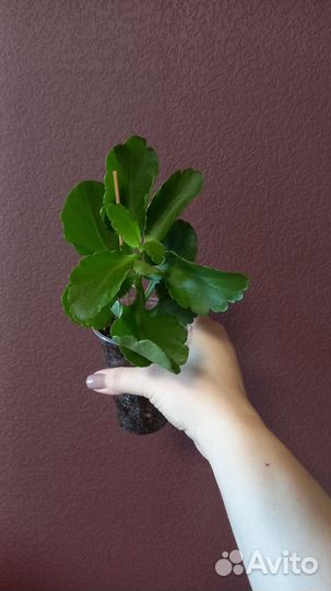 Каланхоэ цветущий оранжевый