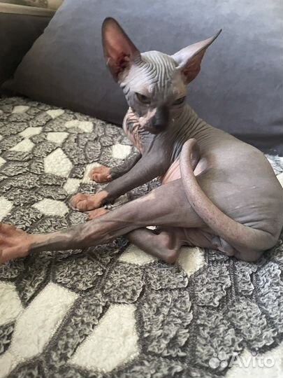 Канадский сфинкс