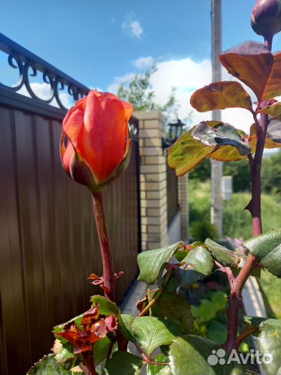 Роза на штамбе