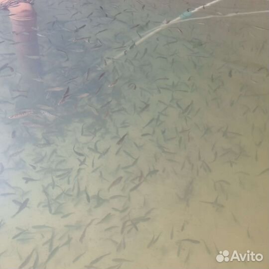 Радужная форель малек